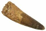 Fossil Spinosaurus Tooth - Real Dinosaur Tooth #344531-1